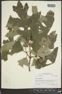 Quercus lyrata image