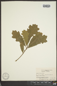 Quercus lyrata image