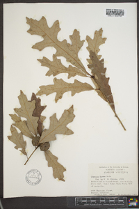 Quercus lyrata image