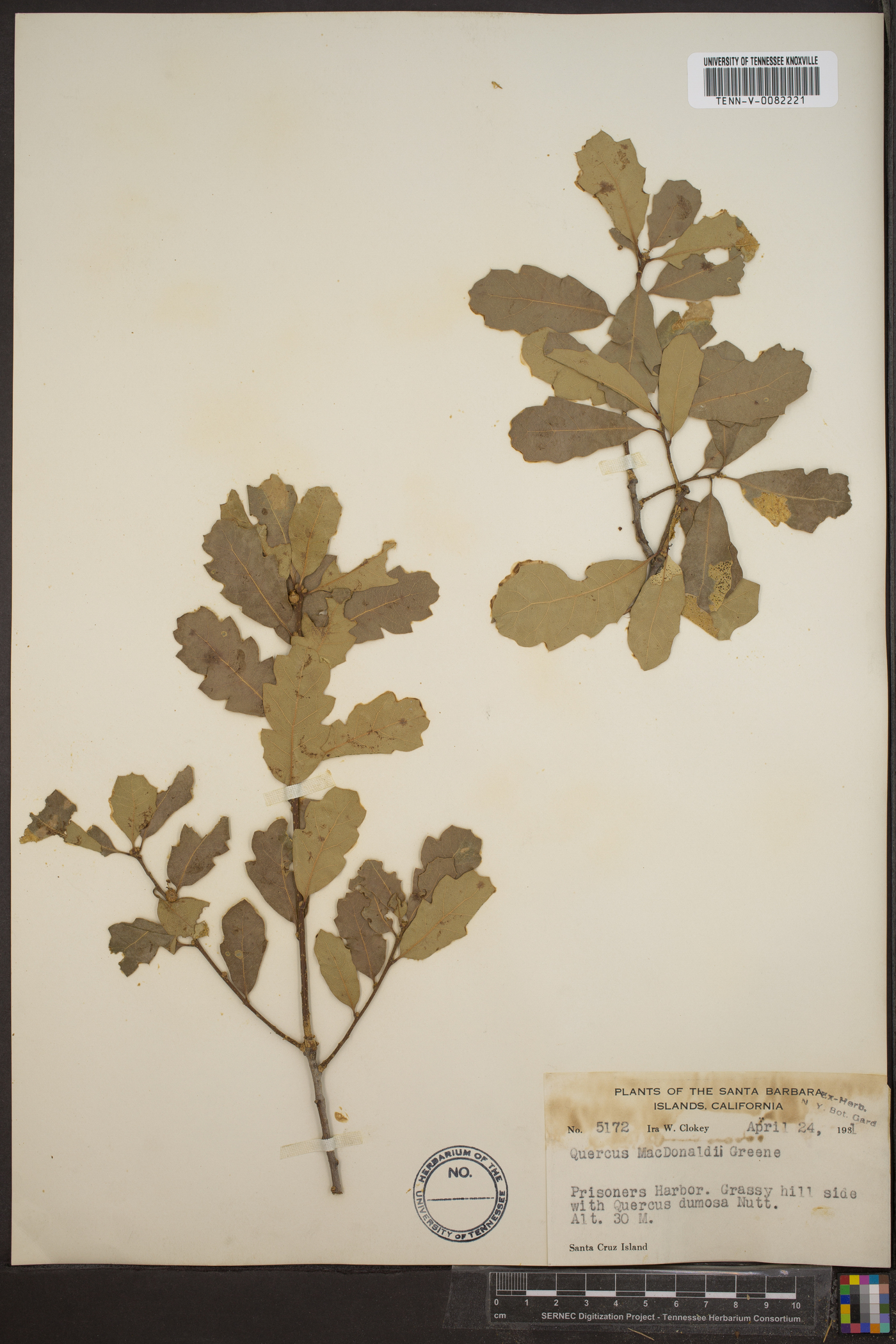 Quercus macdonaldii image