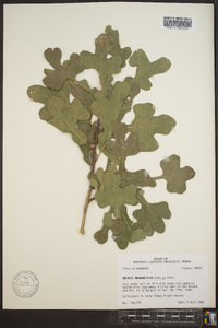 Quercus margarettae image