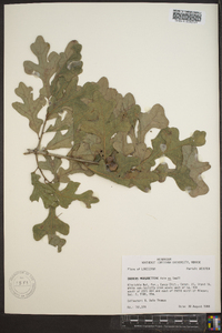 Quercus margarettae image