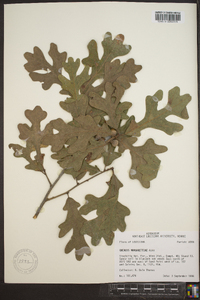 Quercus margarettae image