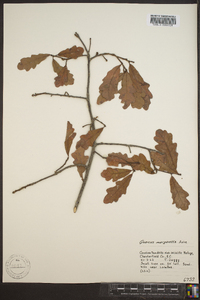 Quercus margarettae image