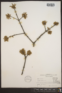 Quercus lyrata image