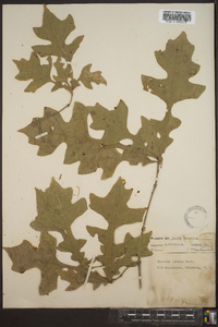 Quercus lyrata image