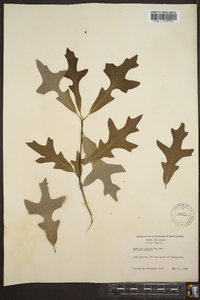 Quercus lyrata image