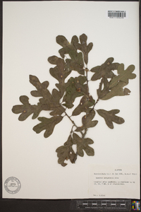 Quercus margaretta image