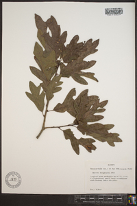 Quercus margaretta image