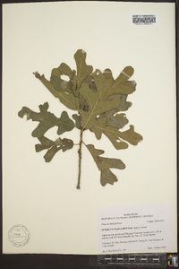 Quercus margaretta image