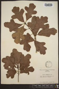 Quercus margaretta image