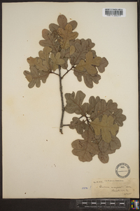 Quercus margaretta image