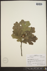 Quercus margaretta image