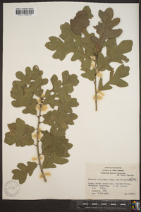 Quercus margaretta image