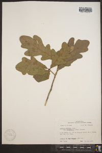 Quercus margaretta image