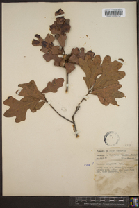 Quercus margaretta image