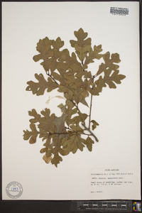 Quercus margaretta image