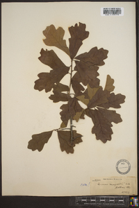 Quercus margaretta image