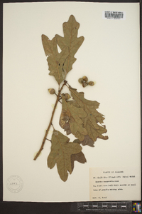 Quercus margaretta image