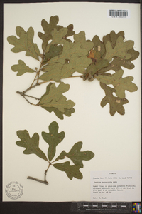 Quercus margaretta image