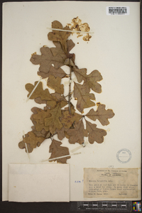 Quercus margaretta image