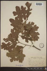 Quercus margaretta image