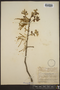 Quercus margaretta image