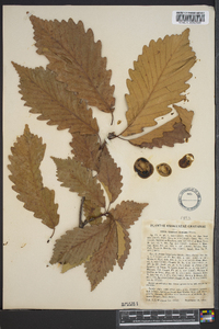 Quercus montana image