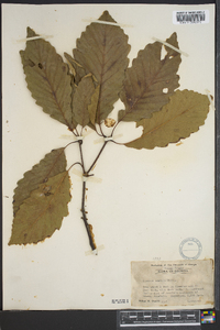 Quercus montana image