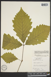 Quercus montana image