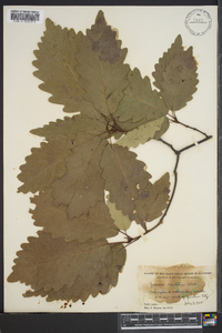 Quercus montana image