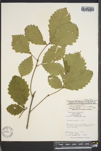 Quercus montana image