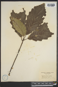 Quercus montana image