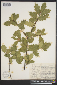 Quercus morehus image