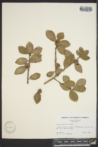 Quercus myrtifolia image