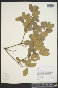 Quercus myrtifolia image