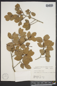 Quercus myrtifolia image