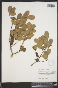 Quercus myrtifolia image