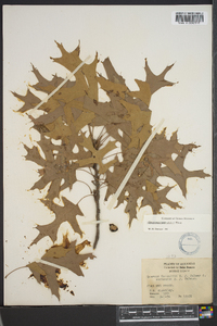 Quercus texana image