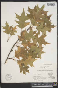 Quercus texana image