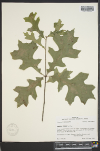 Quercus texana image