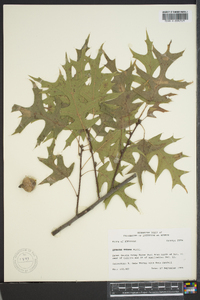 Quercus texana image