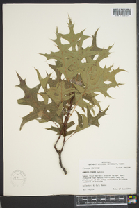 Quercus texana image