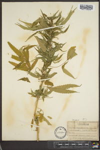 Cannabis sativa image