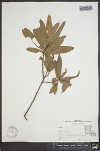 Quercus phellos image