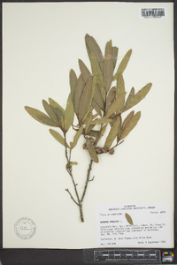 Quercus phellos image