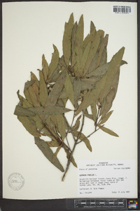 Quercus phellos image