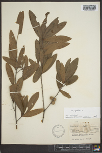 Quercus phellos image