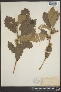 Quercus prinoides image