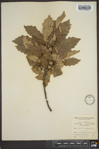 Quercus prinoides image